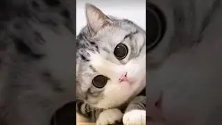 Муур ❤🐱❤🐱❤🐱