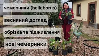 Чемерники (helleborus). Весняний догляд. Нові чемерники у горщиках.
