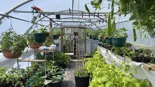 Polytunnel and conservatory tour