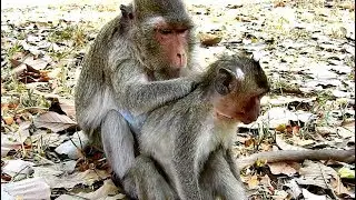 Break hard, Poor monkey Orphan Jessie take care by Poor Mother Merri. Look so sad.