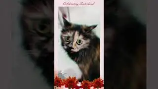 Wer bin ich (LaFee) & Кошечка Гуся / подписывайся #paws #cat #shorts