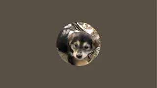 Stray Dogs Helper is live
