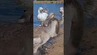 Preening, Cleaning, Swimming Swans ( No Music)