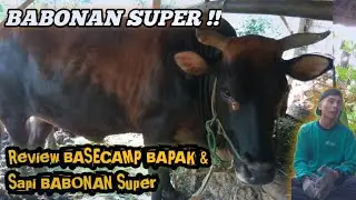 SAPI BABONAN SUPER MILIK BAPAK & REVIEW BASECAMP NYA