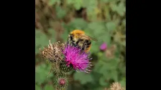 čmel&aacute;k roln&iacute; (Bombus pascuorum) čmeľ poľn&yacute;/Common carder bee/Ackerhummel/Trzmiel rudy