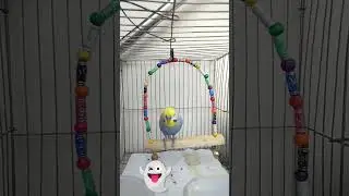 #bajrigarbirds #rainbowbird #viralvideo #reels #cuteanimals