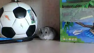 Мои хомячки )(my homsters