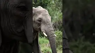 #animals #wildlife Amazing Elephant Bathing in River &ndash; Relaxing 4K Wildlife Video