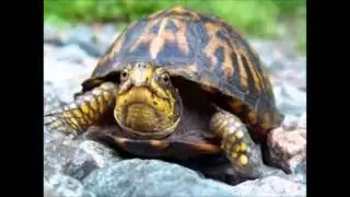 the turtle song