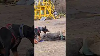 😱Doberman Attack #STRAZHODESSA Dog Training Odessa 2026