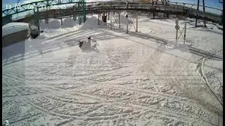 Стая собак напала мужчину в Нижневартовске