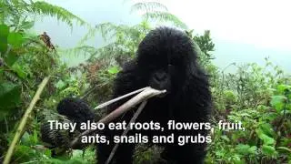 Diet of Mountain Gorillas | Rwanda