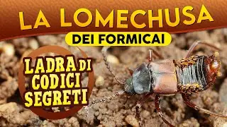 La Lomechusa dei formicai: ladra di codici segreti ► Puntata 261