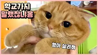 (ENG) 집사 형아가 학교에 가서 결국 토라져버린 베니 [베니패밀리]