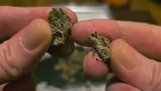 UK Medical Cannabis Review - GJ-GPG (aka. Grape Galena)