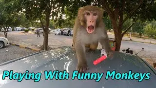 Monkeys Video | Daman E Koh & Faisal Mosque Islamabad | Very Funny Monkeys | Eating Kulfi /Ice Cream