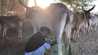 In the morning the thari people How get milk from kankrej cow see in this video/like /subscribe 