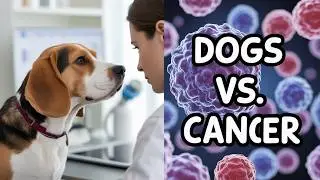 ⭐Incredible Dogs Detecting Cancer And Other Diseases With Ease