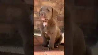Cute Small Dog 😍 | Check Description to get Premium Dog Related Courses 😍🐶😘 #shorts #viral #trending
