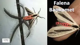 Falena Baphomet