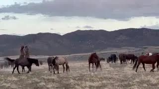 Onaqui Wild Horses Spring 2025