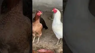Beautiful hens colony