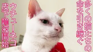 闘病ウチューネコ、命を受け継ぐ皮下輸液　To carry on life