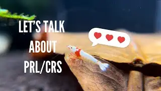 Pure Red Lines aka Crystal Red Shrimp!