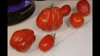 Tomato Tester: Charlie Chaplin(Funny Little Paste)!