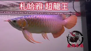 《森湖水族》剛到台灣的 札哈亞·超龍王 頂級的紅龍魚