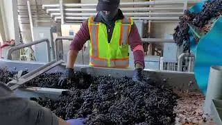 NAPA VALLEY 🍇 (The Prisoner Wine Company)