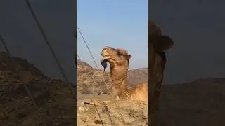 Camel behaviour| oont funny reaction #trendingshorts #shorts #funnyshorts #viral #ytshorts