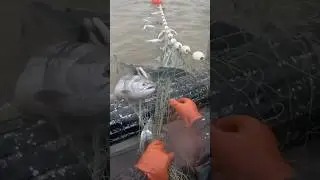 Loaded net commercial salmon fishing #alaska #fishing #commercialfishing #boats