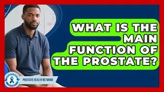 What Is The Main Function Of The Prostate? - Prostate Health Network