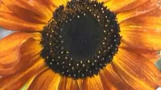 Marie Mandolin   Photography Tutorial 30 All Ages