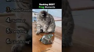 Ranking Best Frog Moments 🐸