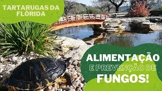 Alimentação e prevenção de fungos de TARTARUGAS SEMI-AQUÁTICAS da Flórida