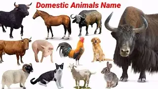 CUTE ANIMALS Cow, Cat, Yak, Dog | Domestic Animals Name in English | Animals Sounds | #animalssounds