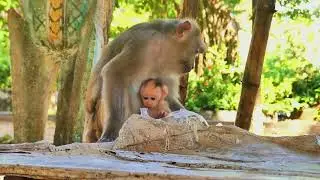 Crying Baby Monkey Runs After Mom on the Stair Steps