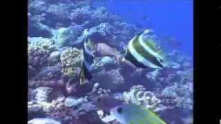 tahiti reef.wmv