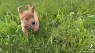 Spirit -  AKC Golden Retriever Puppy for sale -Call 574-377-6362 or go to poshpuppiesindiana.com!