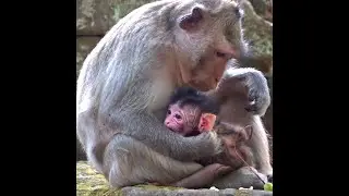 Newborn Baby Monkey Love Mom Monkey and happy animal #1119