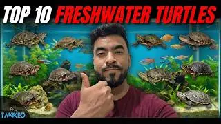 The Ultimate Top 10 Pet Turtles | TANKED IND | @tanked_ind|  TANKED IND | @tanked_ind