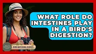 What Role Do Intestines Play In A Bird's Digestion? - Bird Watching Diaries