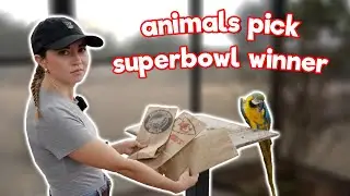 Animals Pick Their SUPERBOWL Winners! - 2/5/25