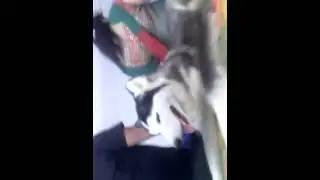 how does affect mohanlals dogs