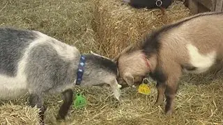 How you can snuggle goats at this year's Pennsylvania Farm Show