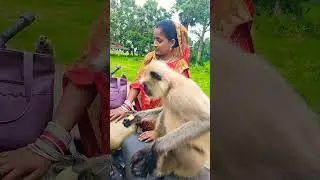 Mangal and Monalisa #monkey