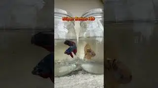 Bettas HM calidad se impone #bettas #bettashm #superbettashd #bettaslove