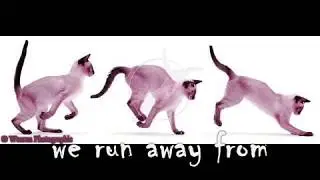 Let Hawkfrost Beware: A Tribute